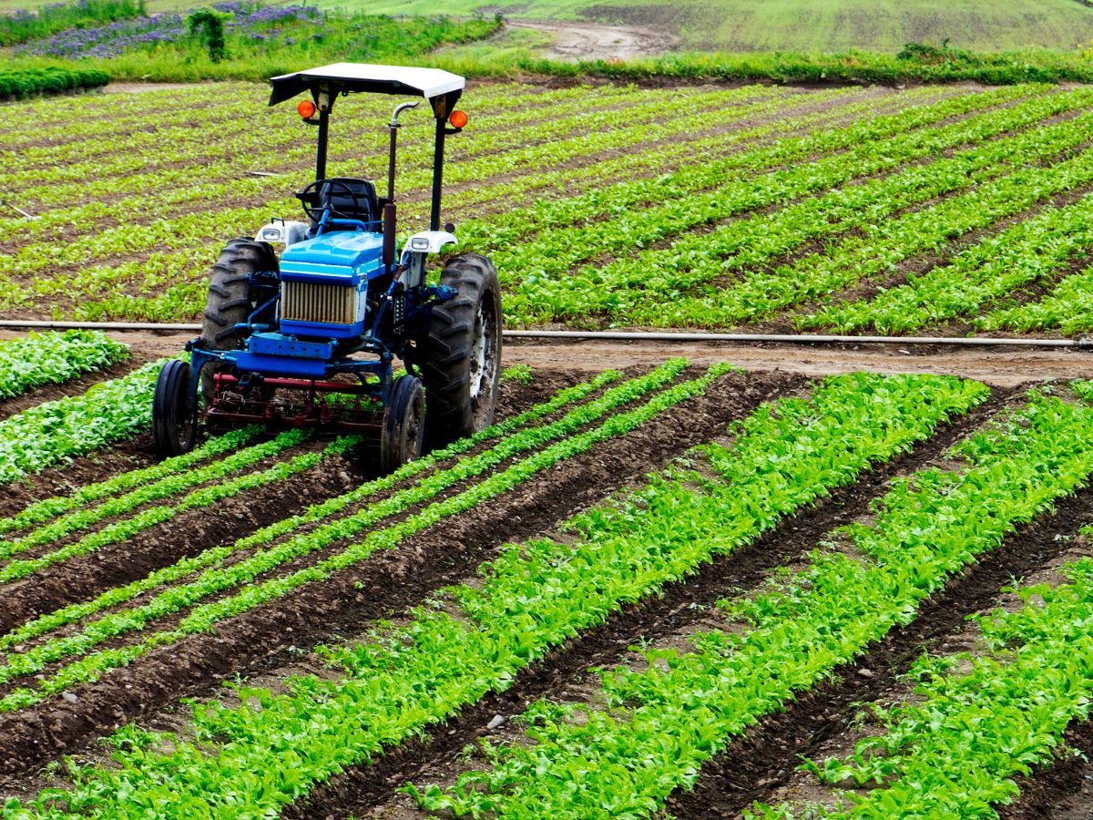 Agriculture Sector